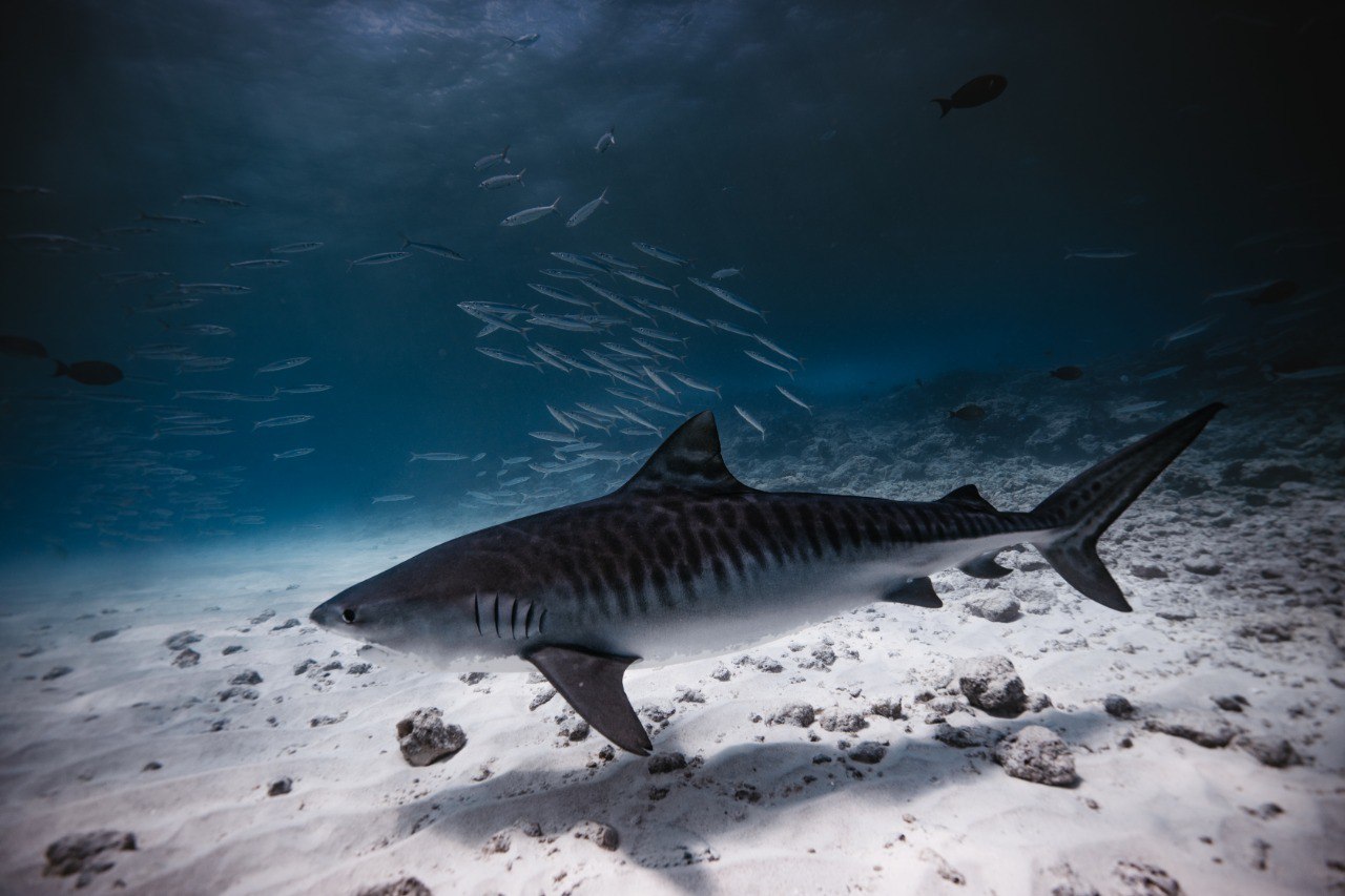 Diving with tiger sharks in Fuvahmulah: a thrilling experience – Maldives  Insider