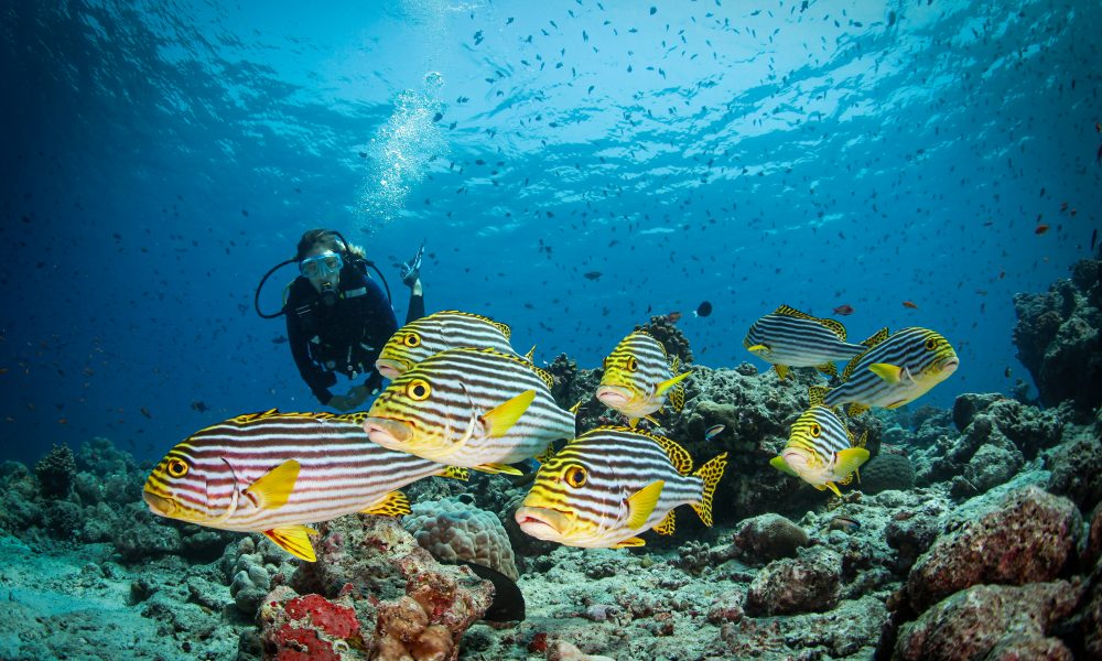 Conrad Maldives Rangali Island achieves PADI Eco Center Certification