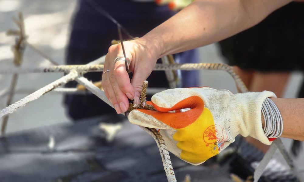 Noku Maldives strengthens reef protection through coral propagation